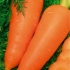Dayana carrot